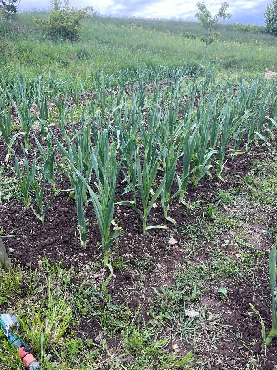 Elefantenknoblauch im eigenen Anbau in Deutschland